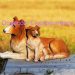 doge dogecoin cryptocurrency